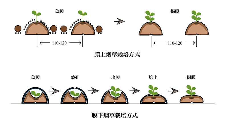 农地膜：农业生产的得力助手